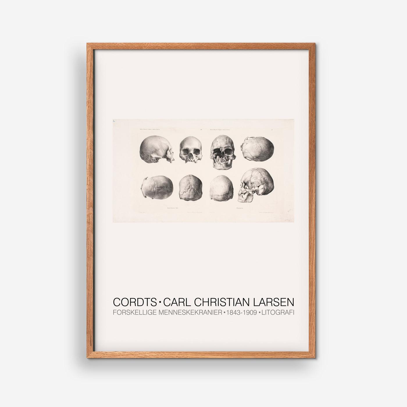 Natural history drawing II Cordts