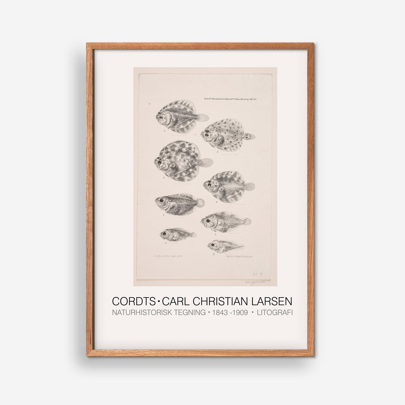 Naturhistorisk tegning III Cordts