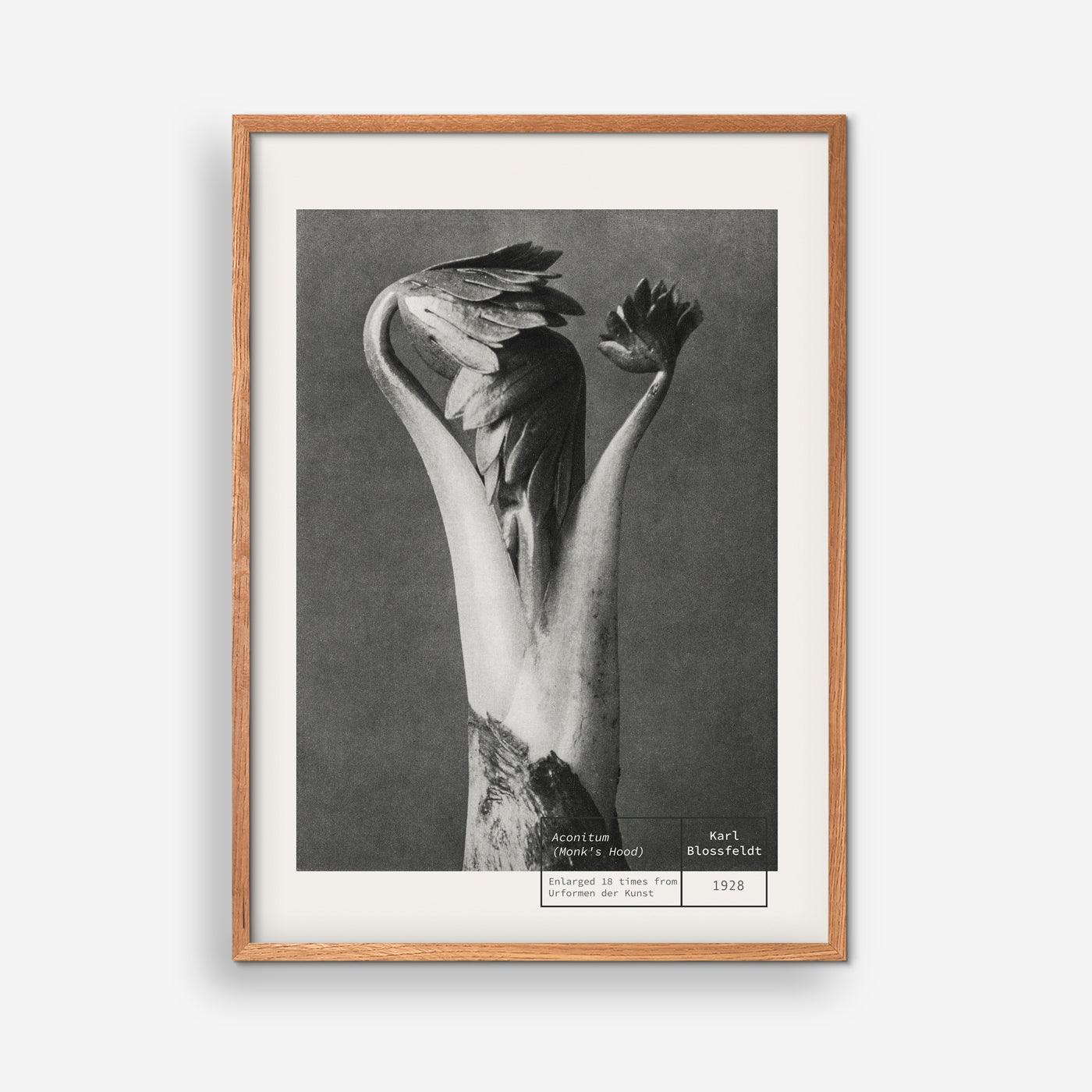 Monk's Hood - Karl Blossfeldt