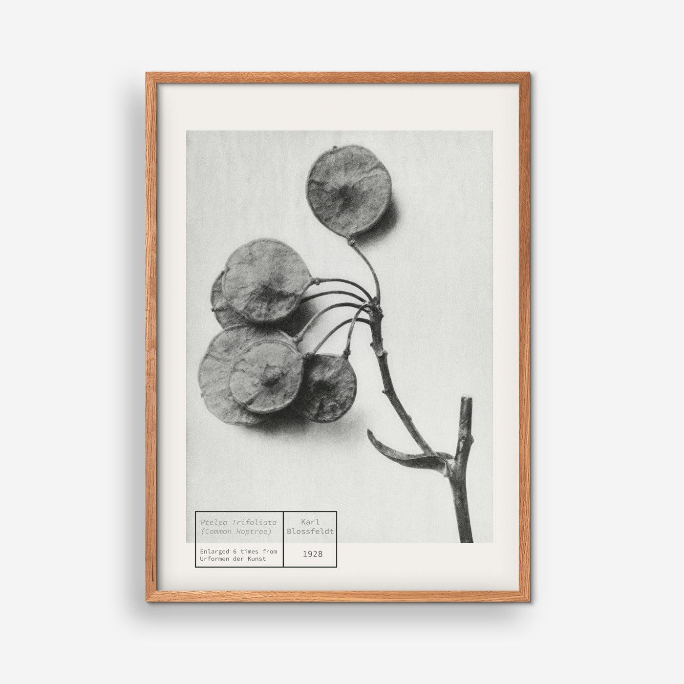 Common Hoptree - Karl Blossfeldt