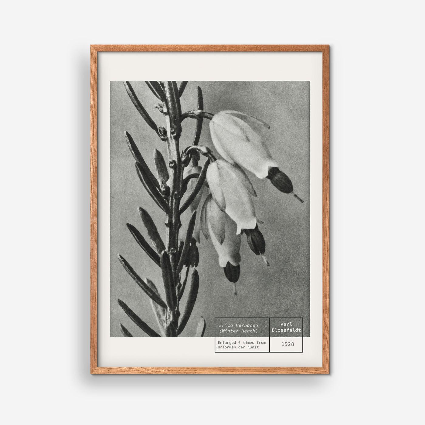 Winter Heart - Karl Blossfeldt