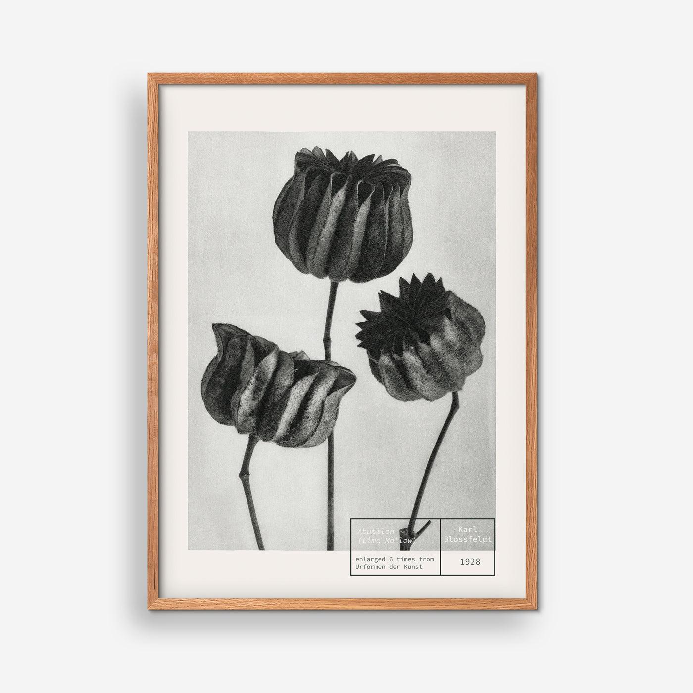 Lime Mallow - Karl Blossfeldt