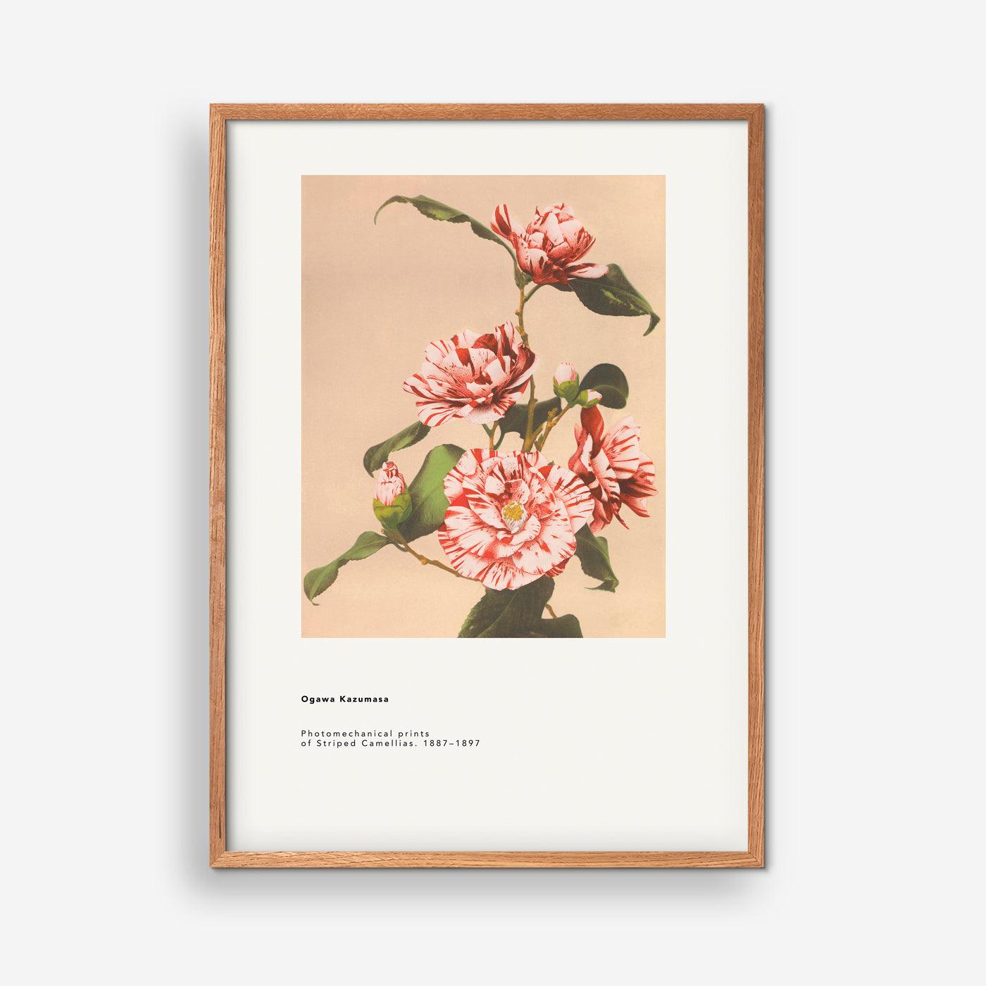 Ogawa Kazumasa - Striped Camilias