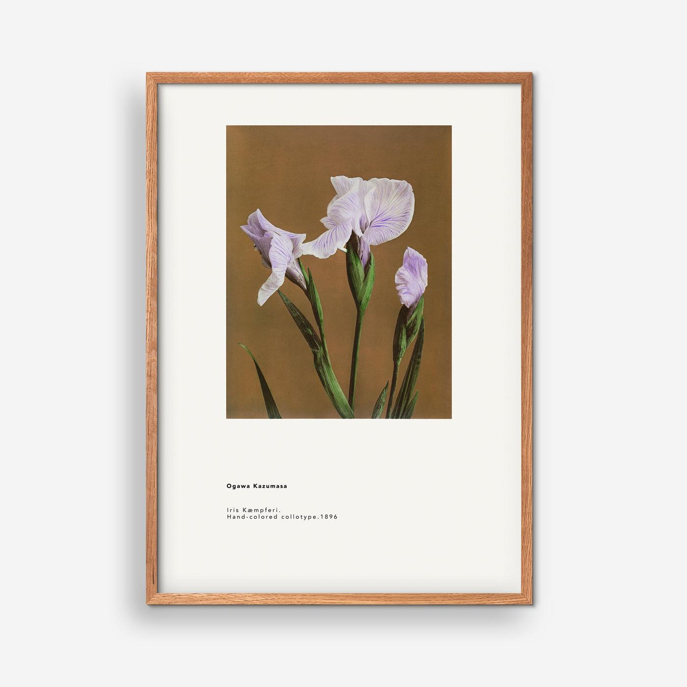 Ogawa Kazumasa - Iris Kaempferi