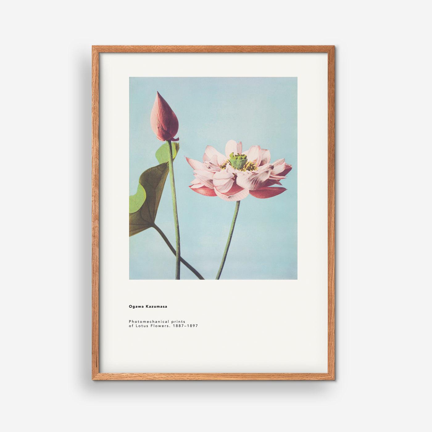 Ogawa Kazumasa - Lotus Flowers