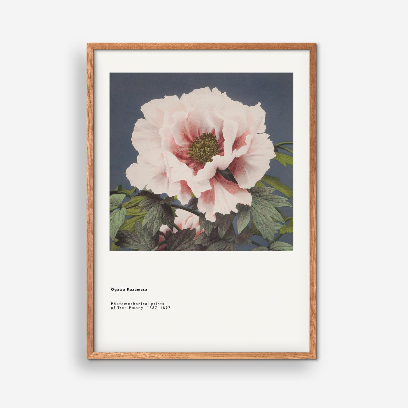 Ogawa Kazumasa - Tree Peaony