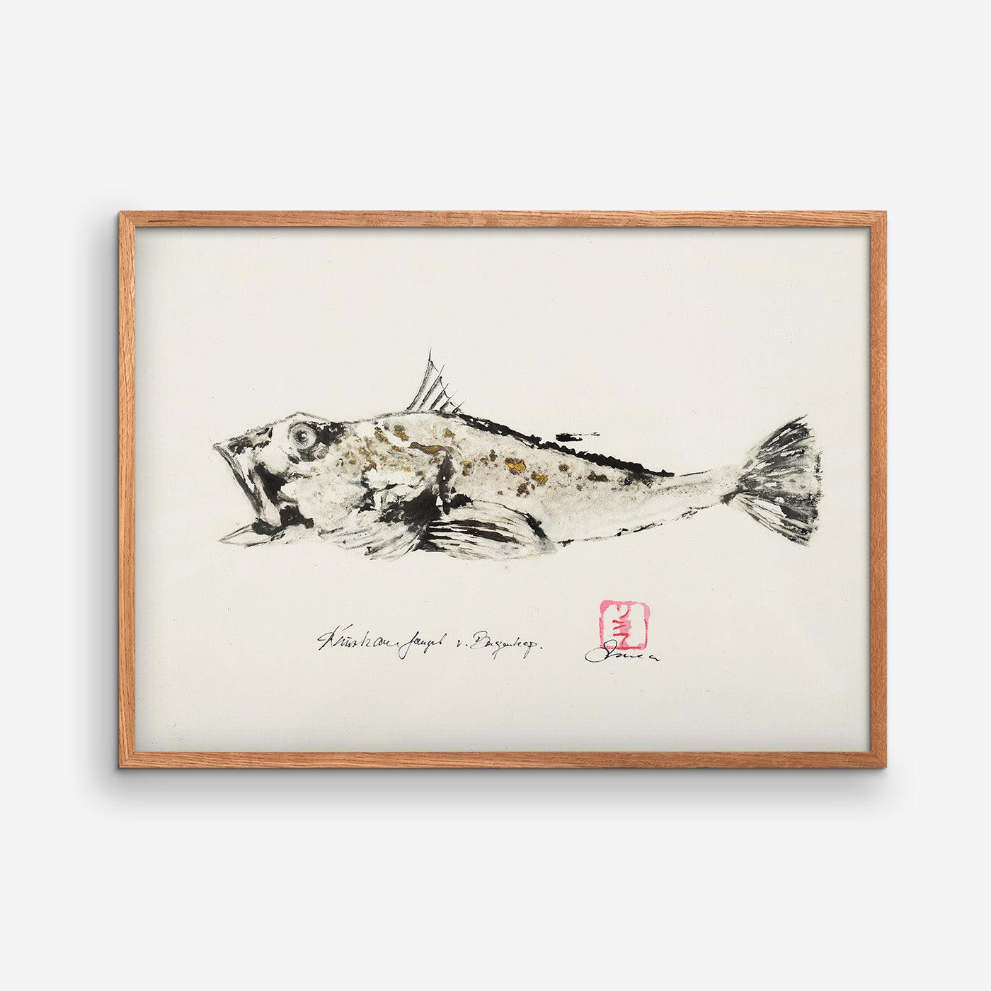 Gurnard caught at Bagenkop 01 - MOMLIS