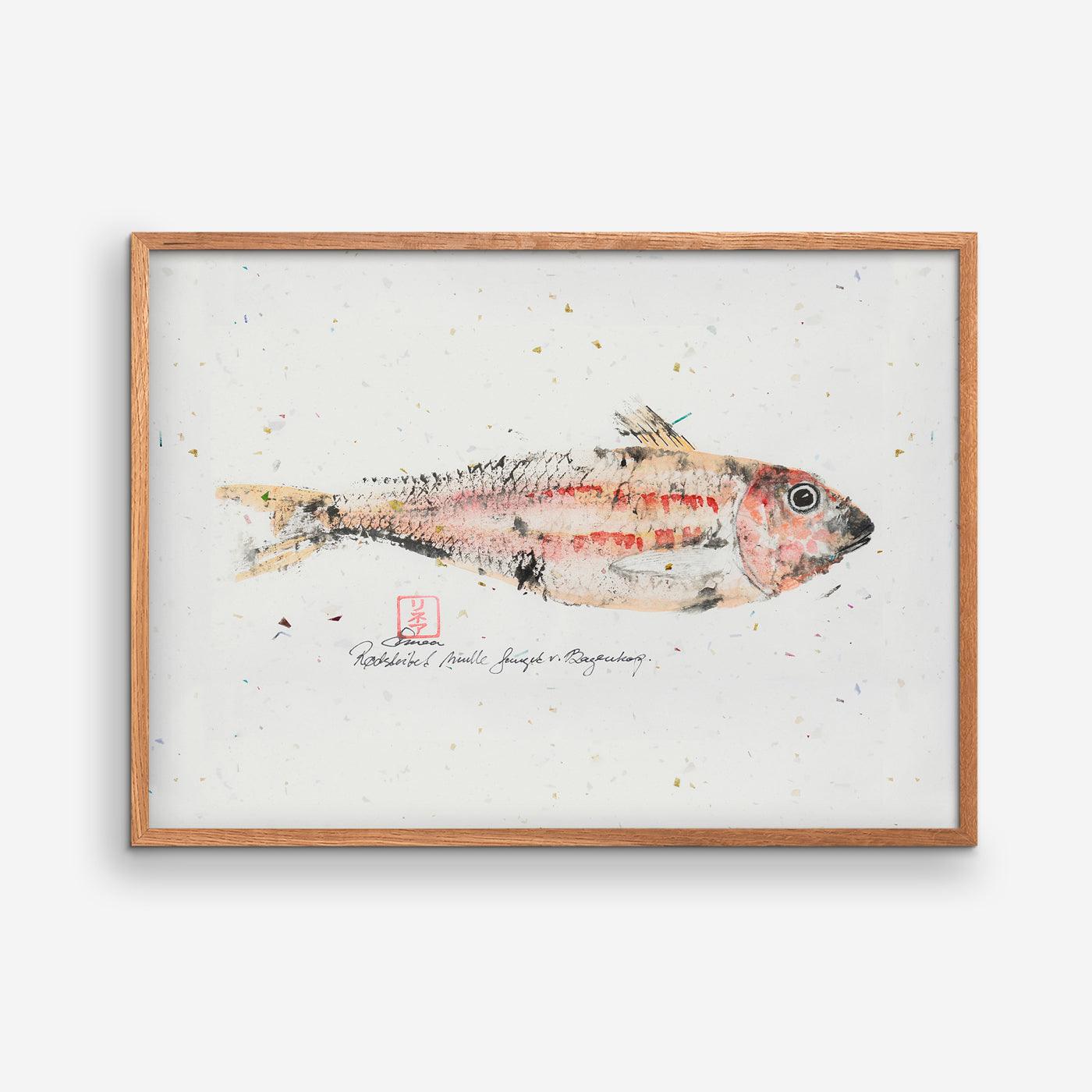 Striped Red Mullet Caught at Bagenkop 01 - MOMLIS