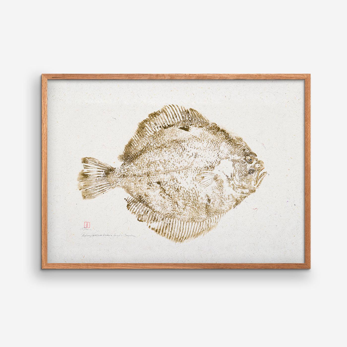 Turbot caught at Bagenkop 01 - Brown - MOMLIS