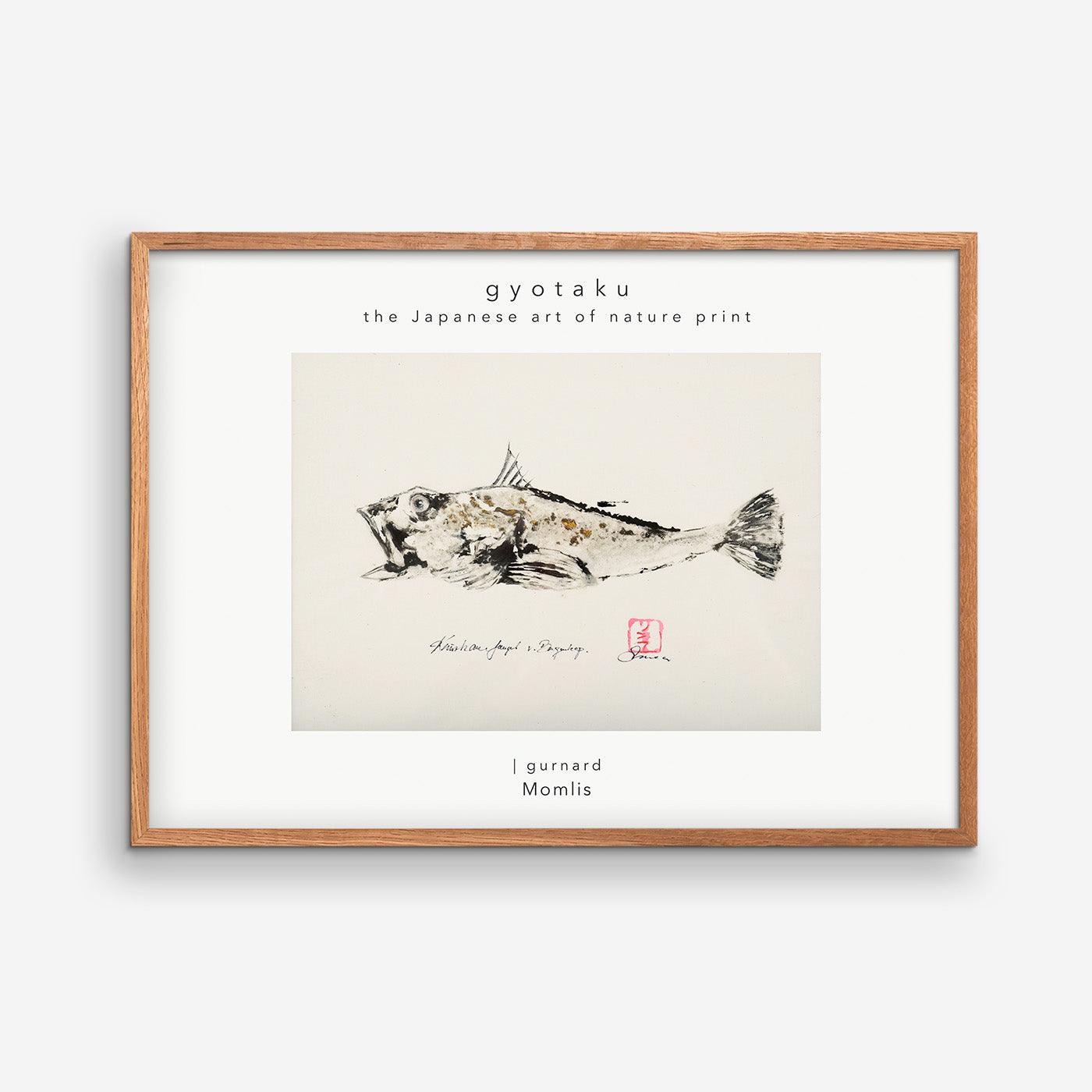 Gurnard caught at Bagenkop 02 - MOMLIS