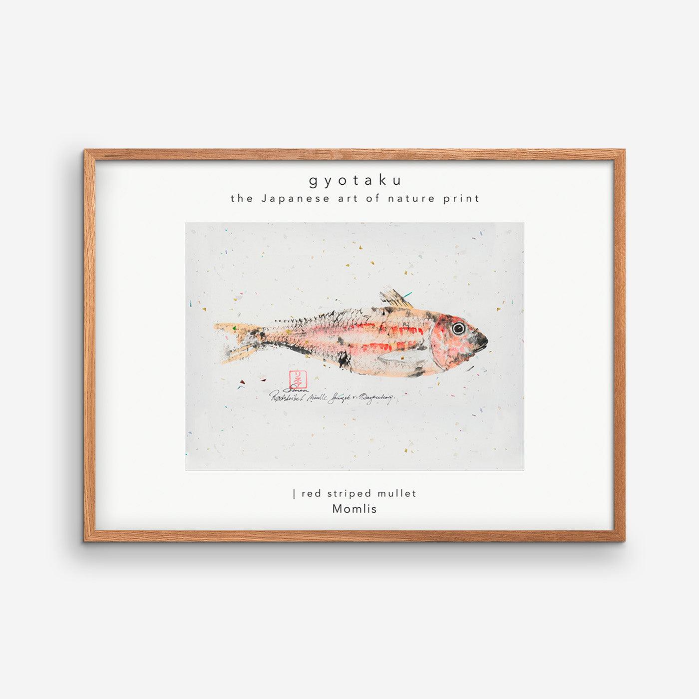 Striped Red Mullet Caught at Bagenkop 02 - MOMLIS