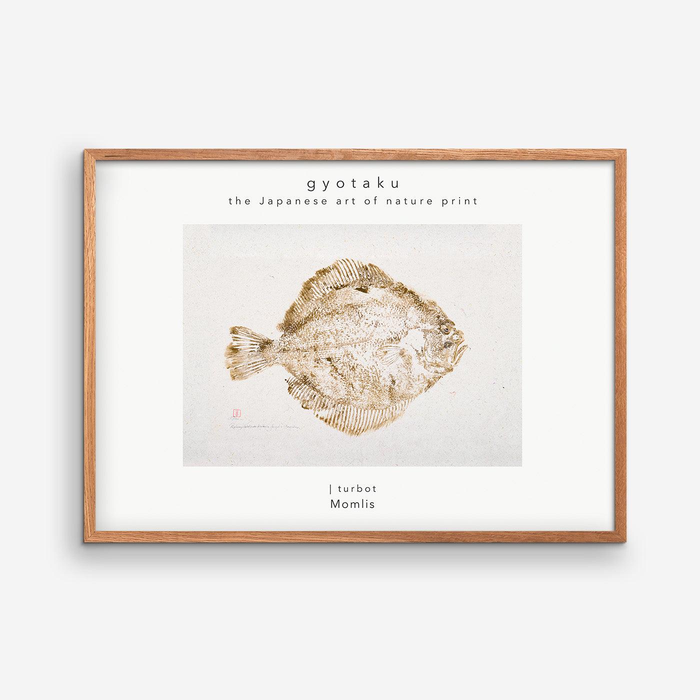 Turbot caught at Bagenkop 02 - Brown - MOMLIS