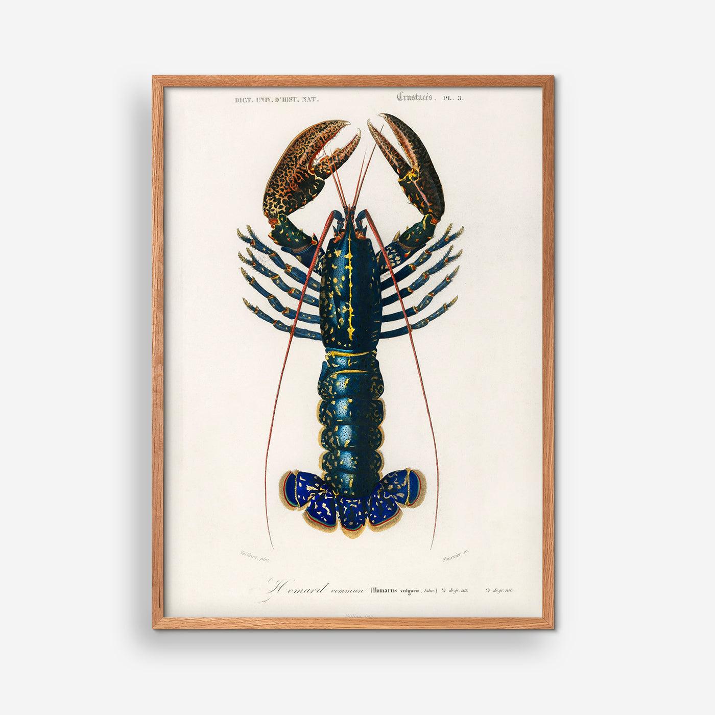 Crimson Crawfish (Palemon Ornatum)