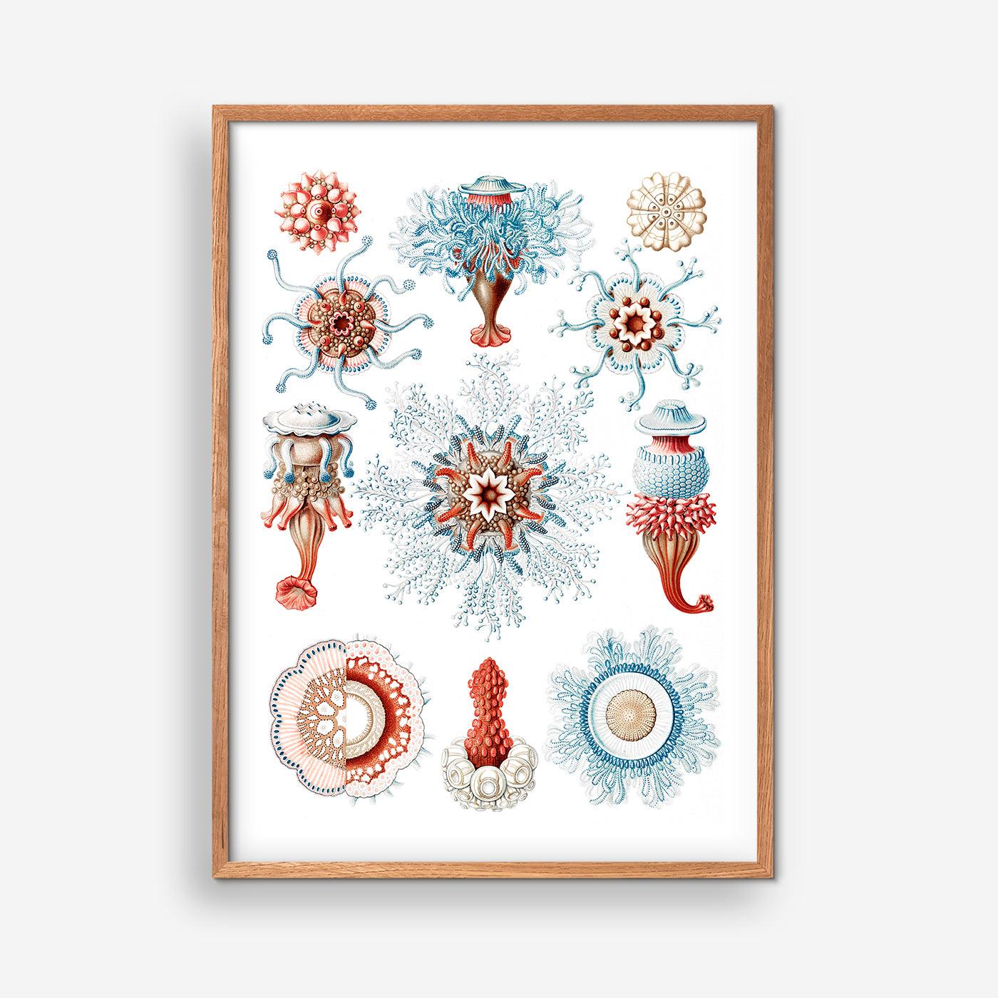 Siphonophorae V - Ernst Haeckel