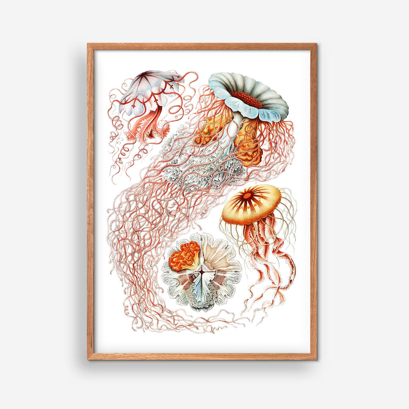 Discomedusae - Ernst Haeckel