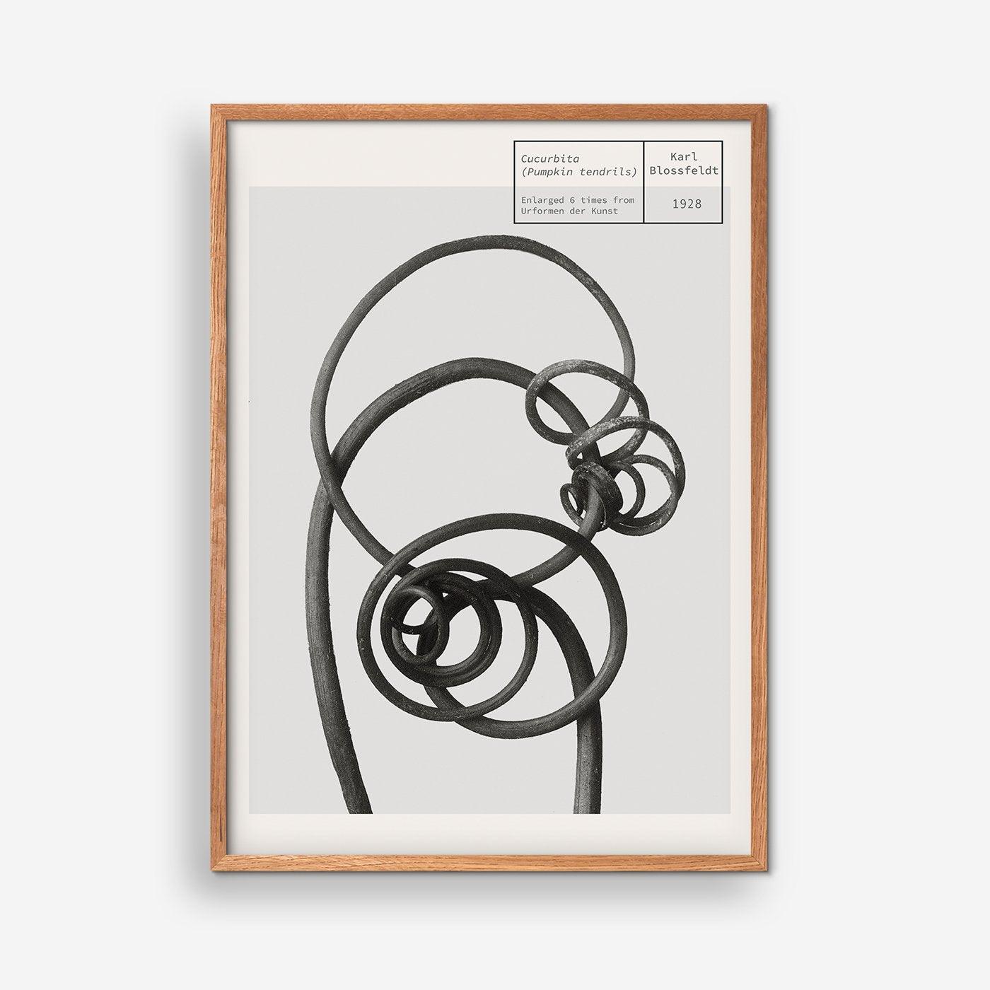 Pumpkin Tendrils - Karl Blossfeldt