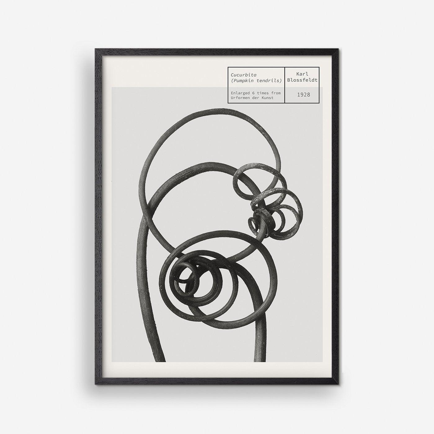 Pumpkin Tendrils - Karl Blossfeldt