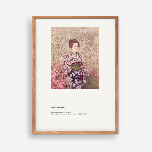 Ogawa Kazusama - Geisha and Cherry Blossom