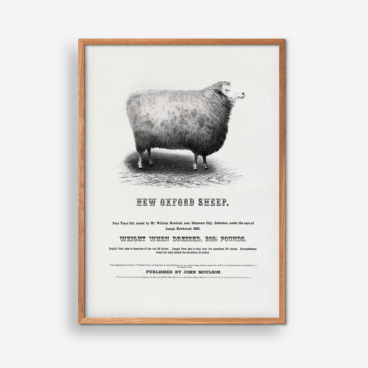 New Oxford Sheep, 1853 - John Moulson