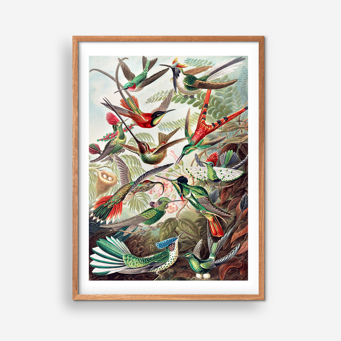Birds of Paradise - Ernst Haeckel